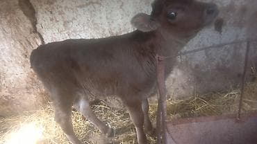 жаныбарлар: Сатам | Кунаажын | Алатоолук | Бордоп семиртүү үчүн | Байланган — 4