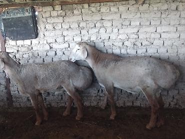 кыргыз и собака: Сатам | Ургаачы кой (ургаачы) | Көбөйтүү үчүн | Ургаачы — 3