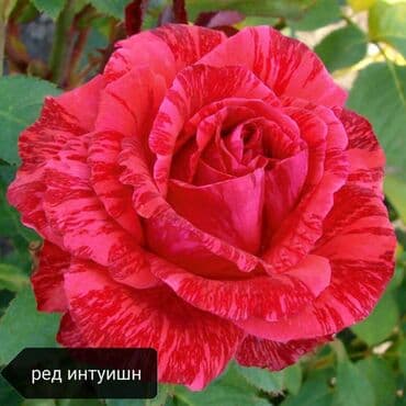 теплица цветы бишкек: Черенки цветка: Розы — 20