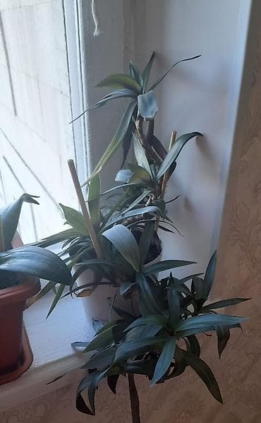 растение для дома и офиса: Только звонить по номеру, в сообщения не отвечаю. Оптом или поштучно — 3