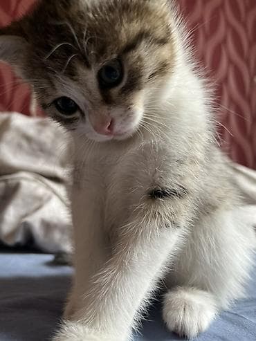 бесплатная кошка ош: Отдам даром котят, в добрые руки! 2 месяца всем, две светленькие — 1