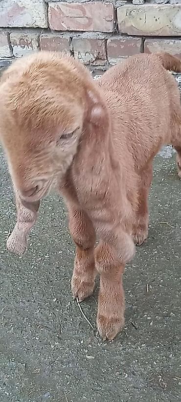 С/х животные и товары: Продаю | Козлёнок | Полукровка | Для разведения — 1