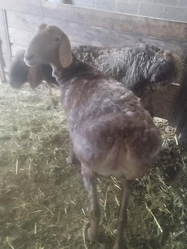 Продаю | Овца (самка) | Для разведения | Матка — 4