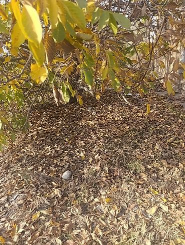 Комнаты: 5 соток, Для строительства, Договор купли-продажи — 2