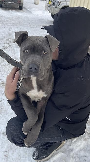 питбуль черный цена: Питбуль, 4 месяца, Самка, С прививкой, С родословной — 2