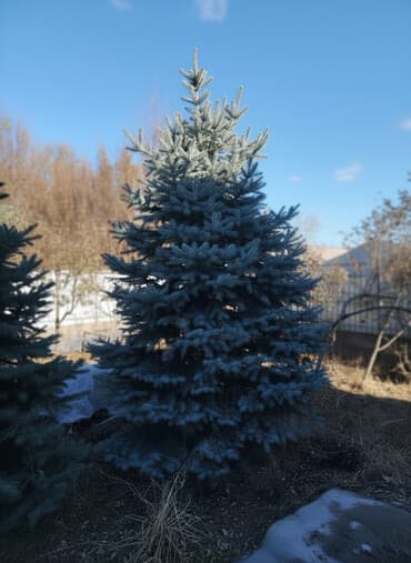 Саженцы деревьев: Ели, Самовывоз