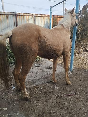 жылкы жаныбар: Сатам | Бээ (ургаачы) | Союуга | Асыл тукумдуу — 1