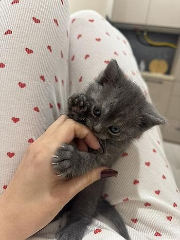 экзотическая короткошёрстная кошка: Плюшевый котёнок серого окраса мальчик К лотку приучен В комплект к — 1