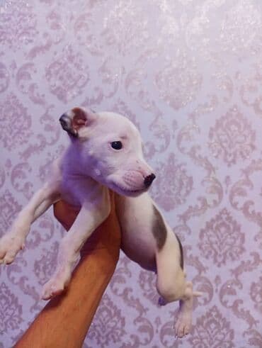 Питбуль, 1 месяц, Самец