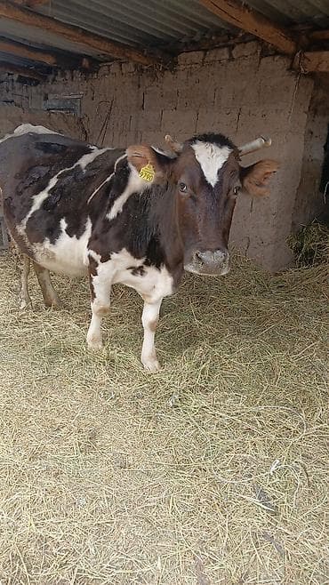 купить дрессированную собаку: Продаю | Корова (самка) | Полукровка | Для молока — 1