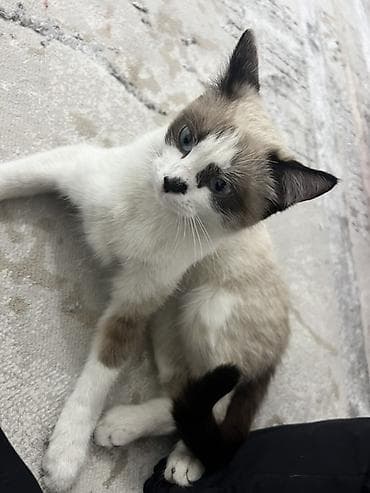 порода бенгал цена: Сиамская, 5 месяцев, Девочка, Приучена к лотку, Проглистована, С документами — 3