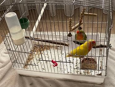 Птицы: Пара неразлучников с клеткой кормом всеми кормушками и поилкой — 1