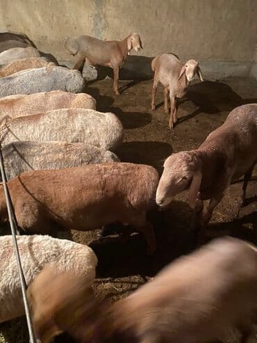 продаю музоо торпок корова самка бык самец айрширская ангус алатауская на забой для разведения на откорм племенные нетель привязанные: Сатам | Кочкор (эркек) | Көбөйтүү үчүн | Ургаачы — 5