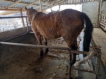 коный спорт: Продаю | Кобыла (самка), Конь (самец), Жеребенок | На забой, Рабочий — 7