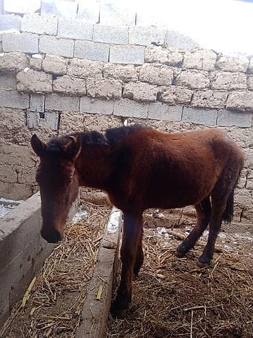 породистая: Продаю | Кобыла (самка) — 3