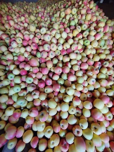 Фрукты: Яблоки — 3