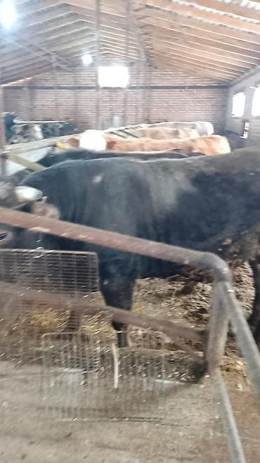 каракол бишкек груз: Талап кылынат Малчы, Төлөм: Ай сайын — 3