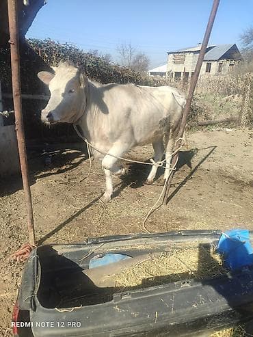 1 5 тай: Продаю | Тёлка | Ангус | Не стельные — 2