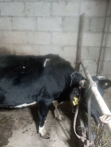 домик для собаки: Продаю | Корова (самка) | Для молока — 2