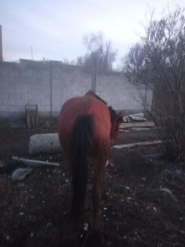 калифорния кролик: Продаю | Кобыла (самка) | Дончак | Для разведения | Племенные — 4