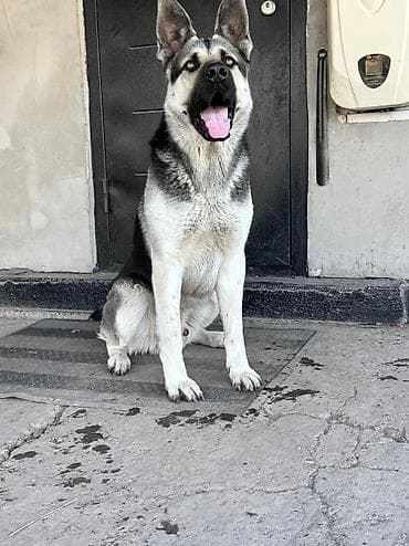 Кобель для вязки. Восточно европейская овчарка