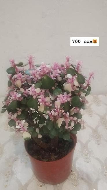 Дом и сад: Комнатные растения в горшках: - Антуриум (красные соцветия, глянцевые — 7