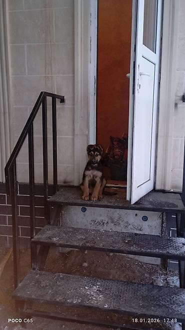 бигль щенки: Немецкая овчарка, 2 месяца, Самец, С прививкой — 4