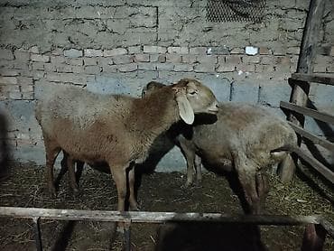 Продаю | Овца (самка) | Для разведения