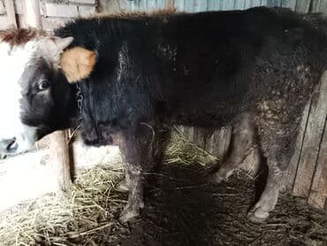 Продаю | Бык (самец) | На откорм | Привязанные