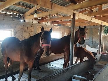 купить салому: Продаю | Кобыла (самка) | Для разведения | Племенные — 1