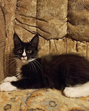 белый кошка: 🐾🐈Очеровательные котята мейн-кун готовы к переезду! Родились — 7