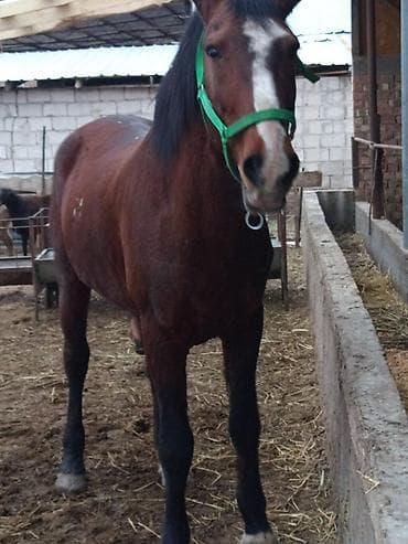 Продаю | Жеребец | Рабочий | Племенные