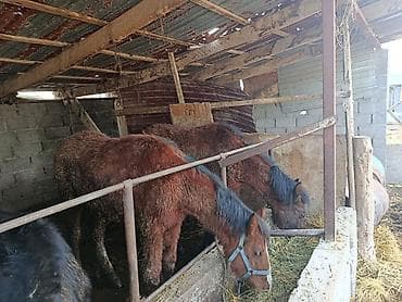 А/ч жаныбарларын сатам: Сатам | Тай | Көбөйтүү үчүн | Асыл тукумдуу — 4