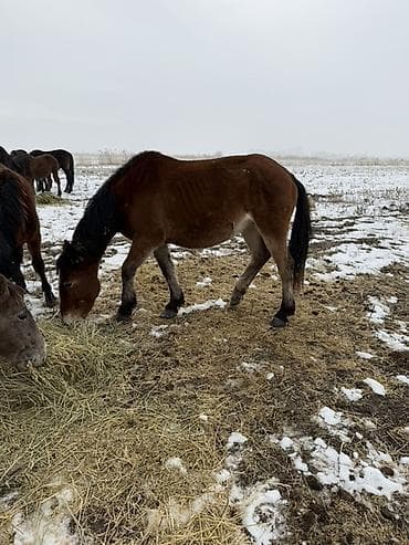 хаски собака цена: Продаю | Кобыла (самка) | Рабочий — 5