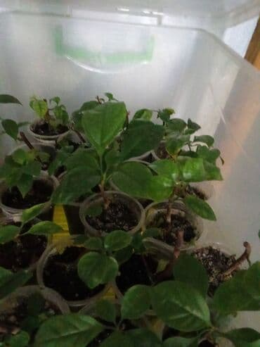 мебель бишкек: Саженцы цветка — 7