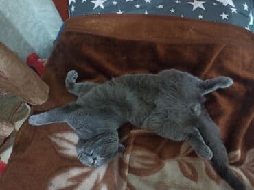 шотландская кошка скоттиш страйт: Вязка: Скотиш Фолд (Шотландская вислоухая), Мальчик, 3 года — 5