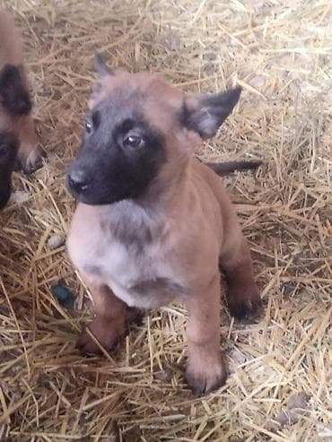 собаки шенки: Щенки породы, бельгийской овчарки малинуа Описание: - Активные — 6
