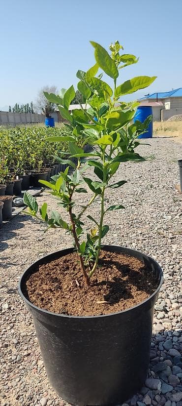помидоры домашние: Саженцы голубики высокорослой в контейнерах 2х летки - Культура — 2