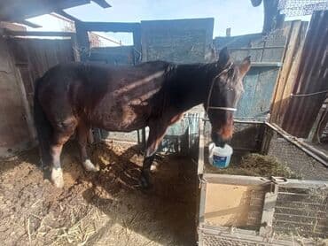 купить французского бульдога: Продаю | Кобыла (самка) | Рабочий — 6