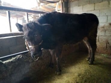 продаю домашние куры: Продаю | Тёлка | Для разведения | Привязанные — 3