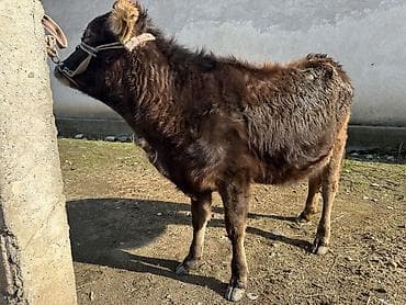 Баран, овца: Продаю | Музоо, торпок — 1