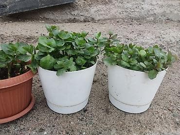 теплицы стоимость: Распродажа комнатных растений!🪴🌵🌱 в горшках от 150с.! — 8