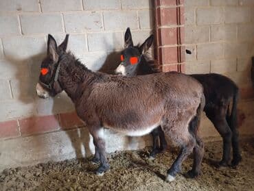 продаю сена: Осленка — 2