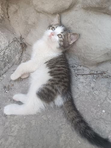 Кошки: Отдам котят в добрые руки бесплатно Котята домашние, окрас: - — 6