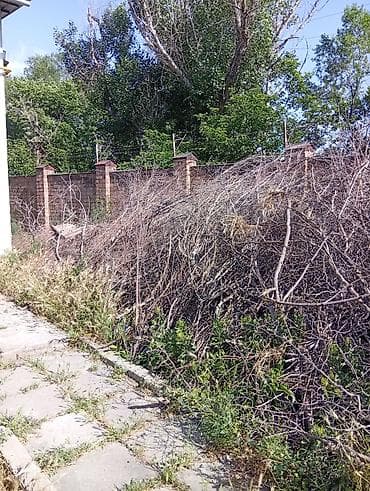 даром цветы: Отдаю бесплатно ветки и палки — 2