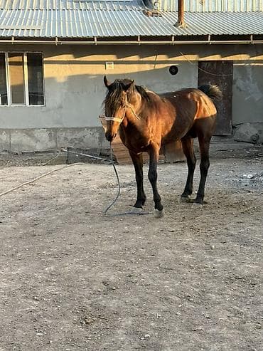 сколько стоит лабрадор ретривер: Продаю | Кобыла (самка) | Рабочий — 2