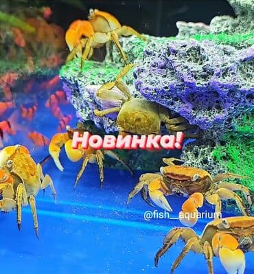 Мышыктар: Крабы! Новинка! Пресноводные аквариумные крабы! — 1