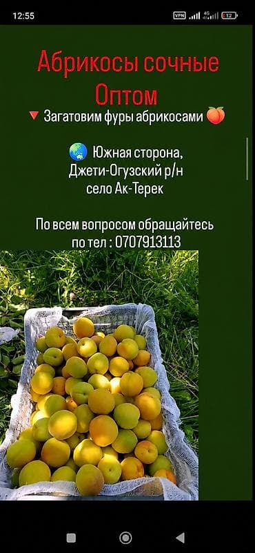 Абрикосы Оптом at lalafo.kg Абрикосы Оптом