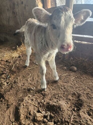 корма для сх животных: Продаю | Музоо, торпок | Полукровка, Швицкая | Для разведения — 3