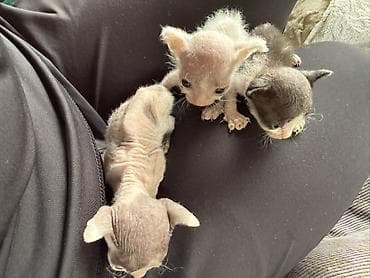 Котята смешанные. Мама сфинкс, папа уличный гуляка. После рождения